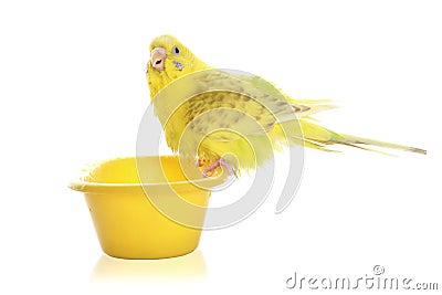 Yellow budgie Stock Photo