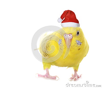 Yellow budgie Stock Photo