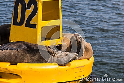 Yellow Buoy With Sea Lions in Ensenada, Mexico Stock Photo