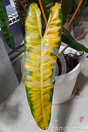 Yellow and burned leaf on Philodendron Billietiae due to over fertilizing Stock Photo