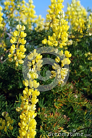 Yellow bush lupine Stock Photo