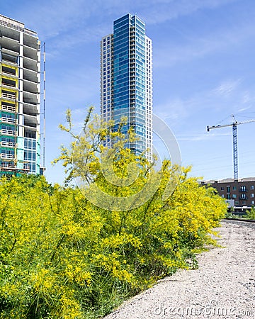 Yellow bushes with tall building Stock Photo