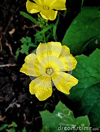 Yellow butiful flower Stock Photo