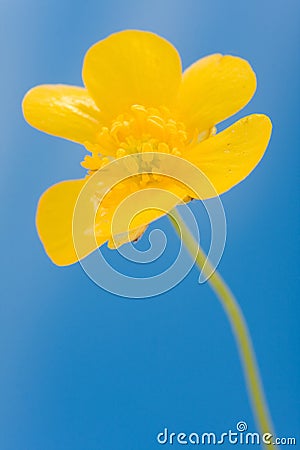 Yellow buttercup Stock Photo