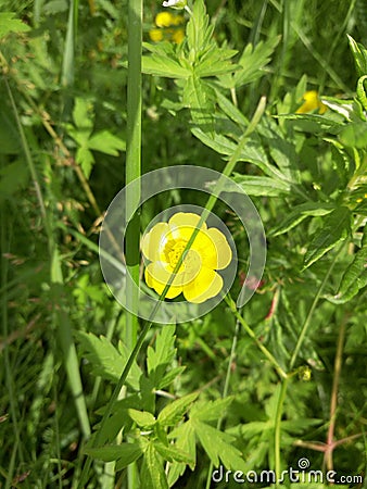 yellow Buttercup Stock Photo