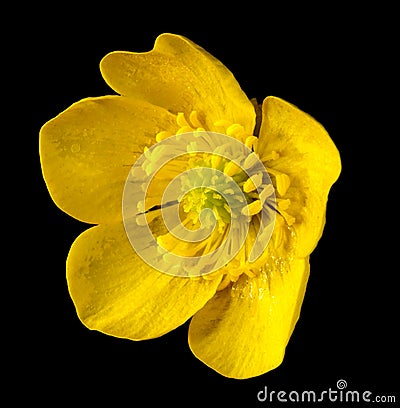 Yellow Buttercup Flower Stock Photo