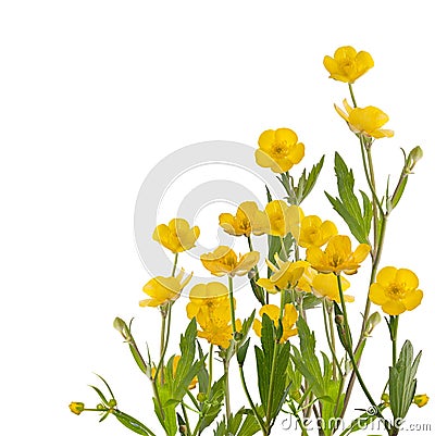 Yellow buttercup flowers bunch on white Stock Photo