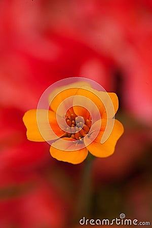 Yellow buttercup (Ranunculus) Stock Photo