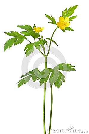 Yellow buttercup (Ranunculus repens) flowers Stock Photo