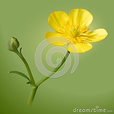 Yellow buttercups flower Cartoon Illustration