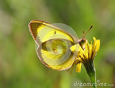 Yellow butterfly Stock Photo