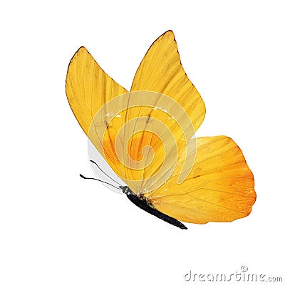 Yellow butterfly Stock Photo