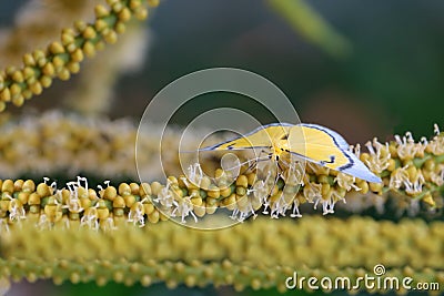 Yellow butterfly flying and swarm a pollen of betel palm flower Stock Photo