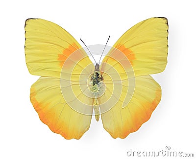 Yellow butterfly isolated on white Stock Photo