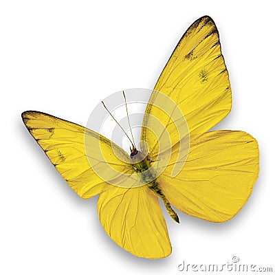 Yellow butterfly Stock Photo