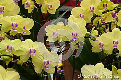 Yellow Butterfly orchid Stock Photo