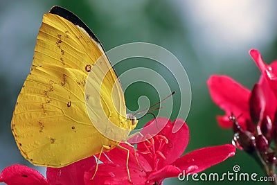 Yellow butterfly pieridae Stock Photo