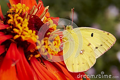 Yellow Butterfly on Red Flower Stock Photo