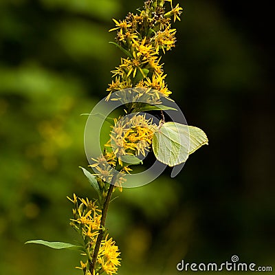 Yellow butterfly sitting on flower. (gonepteryx rhamni) Stock Photo