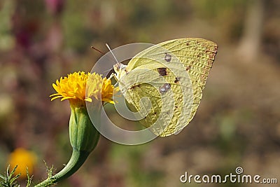 Yellow butterfly watch Stock Photo