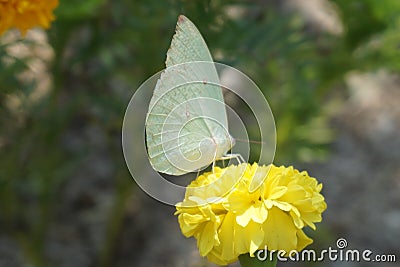 Yellow butterfly Stock Photo