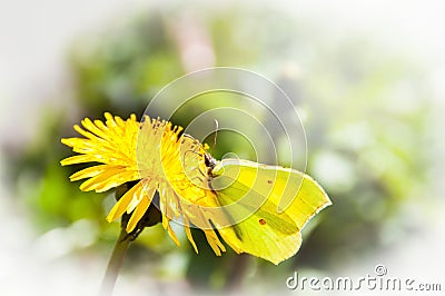 Yellow Butterfly on a yellow dandelion Stock Photo