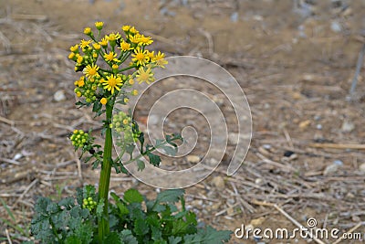 Yellow Butterweed background Stock Photo