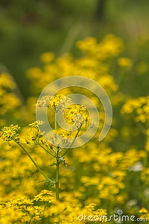 Yellow Butterweed Wildflower Background Stock Photo