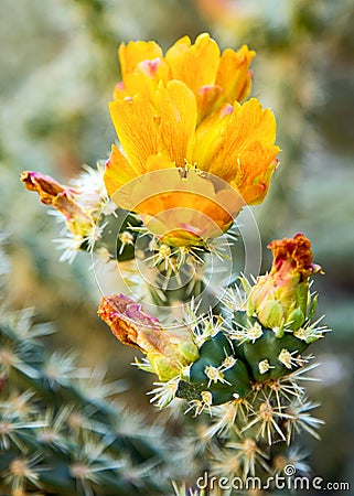 Yellow Cactus Flower Stock Photo