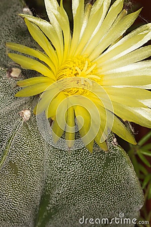 Yellow cactus flower of the genus Astrophytum Stock Photo