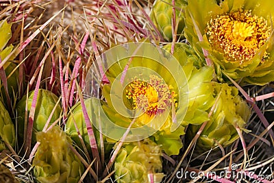 Yellow cactus flowers. Stock Photo