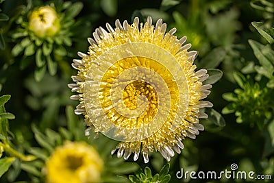 Yellow Callistephus flower, closeup top view. Autumn flower aster daisy blossom Stock Photo