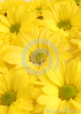 Yellow camomile, flower background, yellow georgina pattern photography, august bright flowers Stock Photo