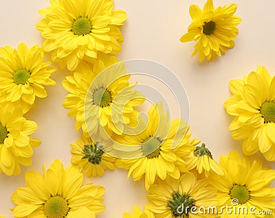 Yellow camomile, flower background, yellow georgina pattern photography, august bright flowers Stock Photo