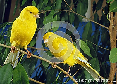 Yellow Canaries, serinus canaria standing on Branch Stock Photo