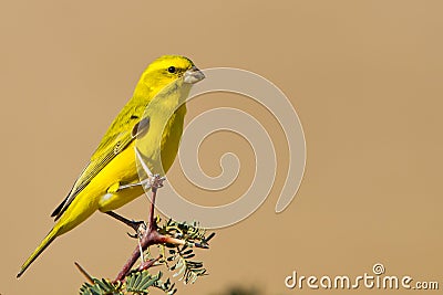 Yellow Canary Stock Photo