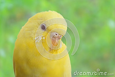 Yellow canary Stock Photo