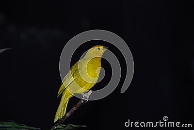 Yellow canary Stock Photo