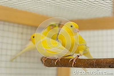 Canary birds stand on perch in a cage at home Stock Photo