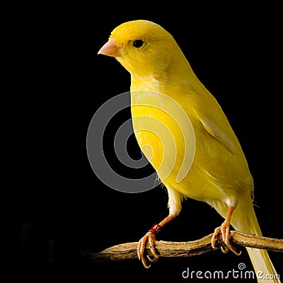 Yellow canary on its perch Stock Photo