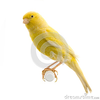 Yellow canary on its perch Stock Photo