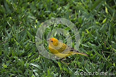 Yellow canary sicalis flaveola Stock Photo