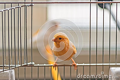 Yellow Canary sitting on open cage door, shallow depth of field Stock Photo