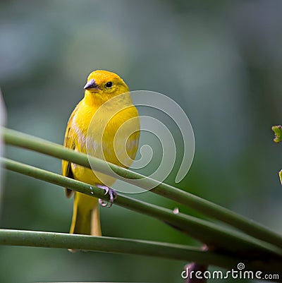 Yellow Canary Song Bird Resting Peacefully Stock Photo