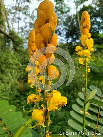 Yellow Candle flowers Stock Photo