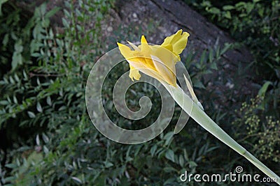 Yellow Canna Lilly flower Stock Photo