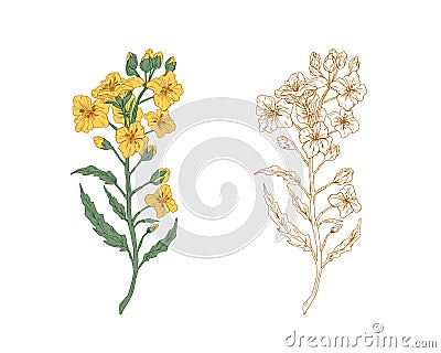 Yellow canola flowers and sketch of rapeseed sprig. Two branches of rape plants with colza or mustard buds. Drawn Vector Illustration