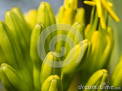 Yellow Caribbean Agave Bud Before Dead Stock Photo