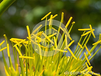 Yellow Caribbean Agave Flowers Blooming Stock Photo