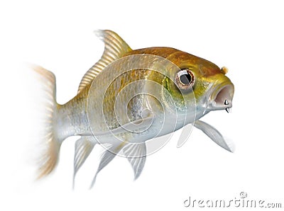 Yellow carp fish with mouth piercing Stock Photo